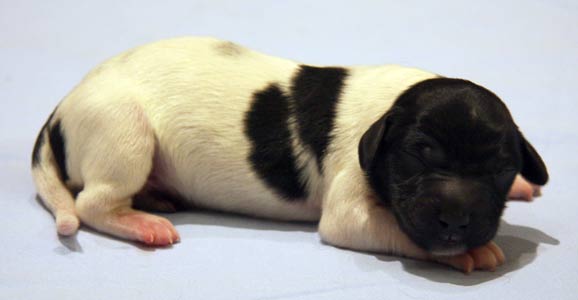 Pentu 4 syntymäpäivänä