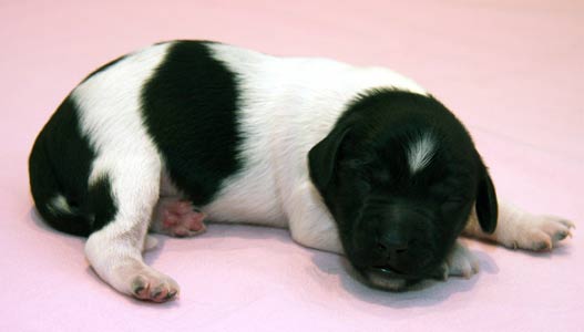 Pentu 5 6 päivää vanhana