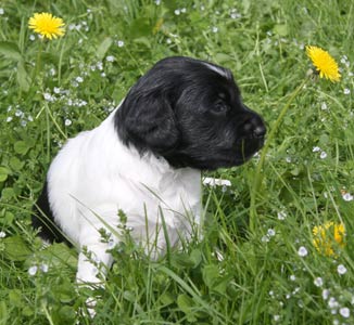 Mella 1. kertaa ulkona