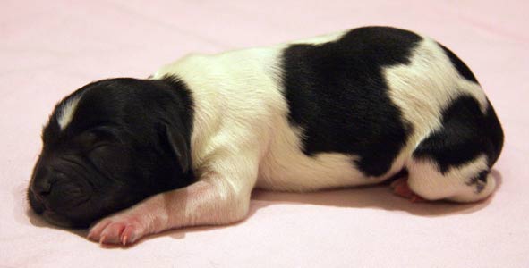 Pentu 5 syntymäpäivänä