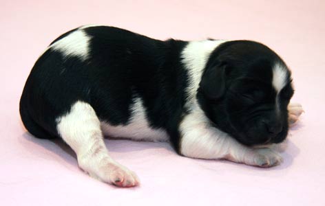 Pentu 6 6 päivää vanhana