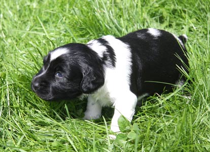 Jaenca 1. kertaa ulkona