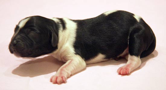 Pentu 6 syntymäpäivänä